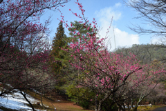 200209c宝ヶ池55 200209c宝ヶ池55