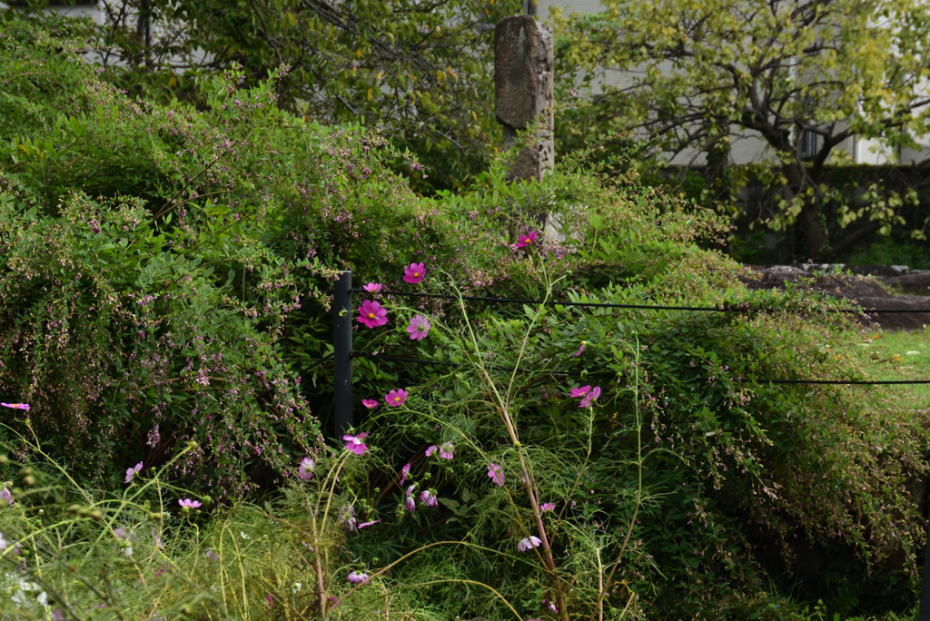 201011d元興寺塔跡33