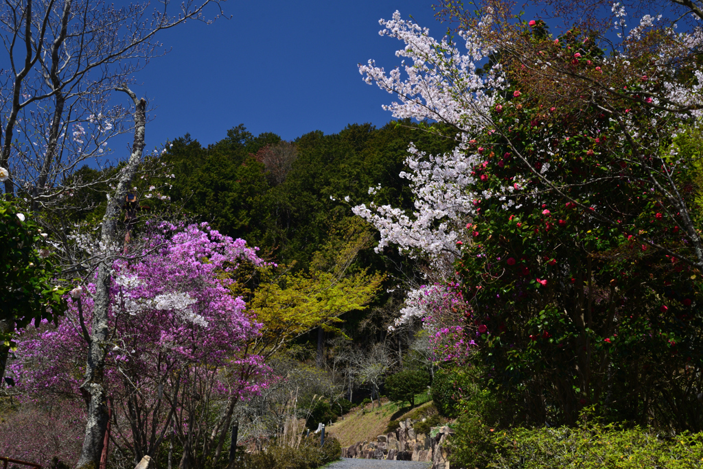 240410a石山寺26