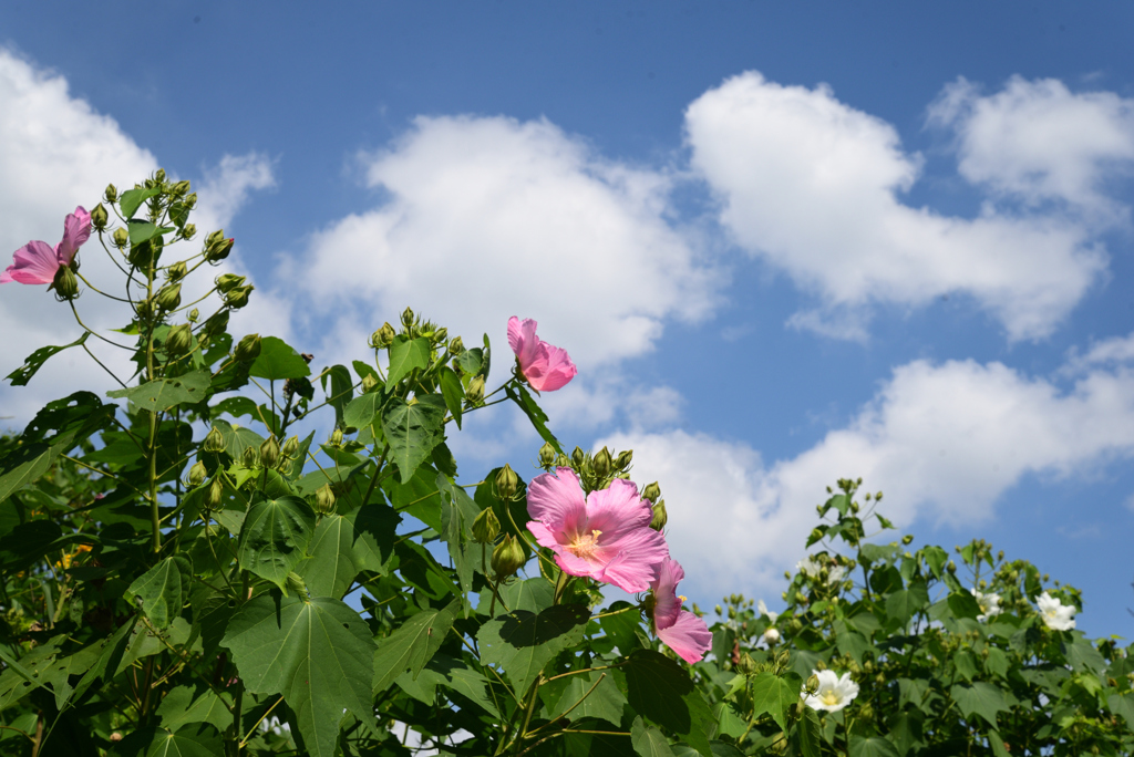 220915c京都植物園11