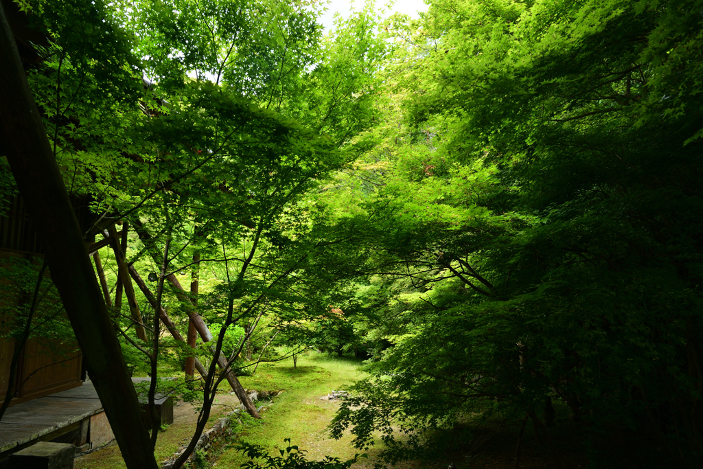 230528a実相院13