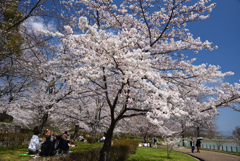 190404a馬見丘陵公園40