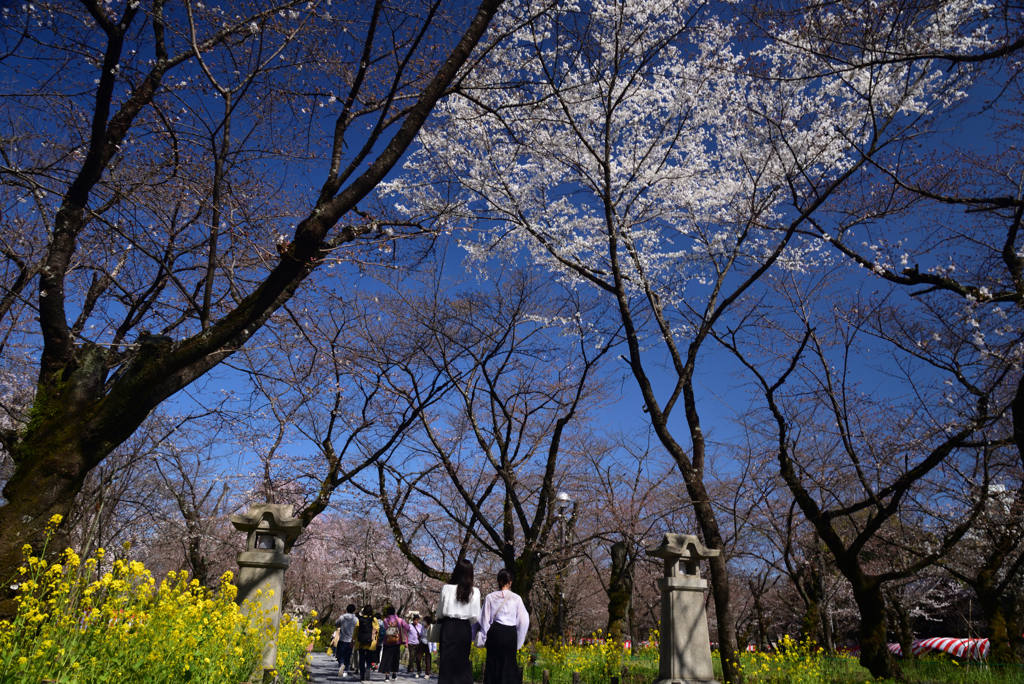 230322g平野神社03