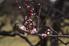 220211大阪城05鈴鹿の関