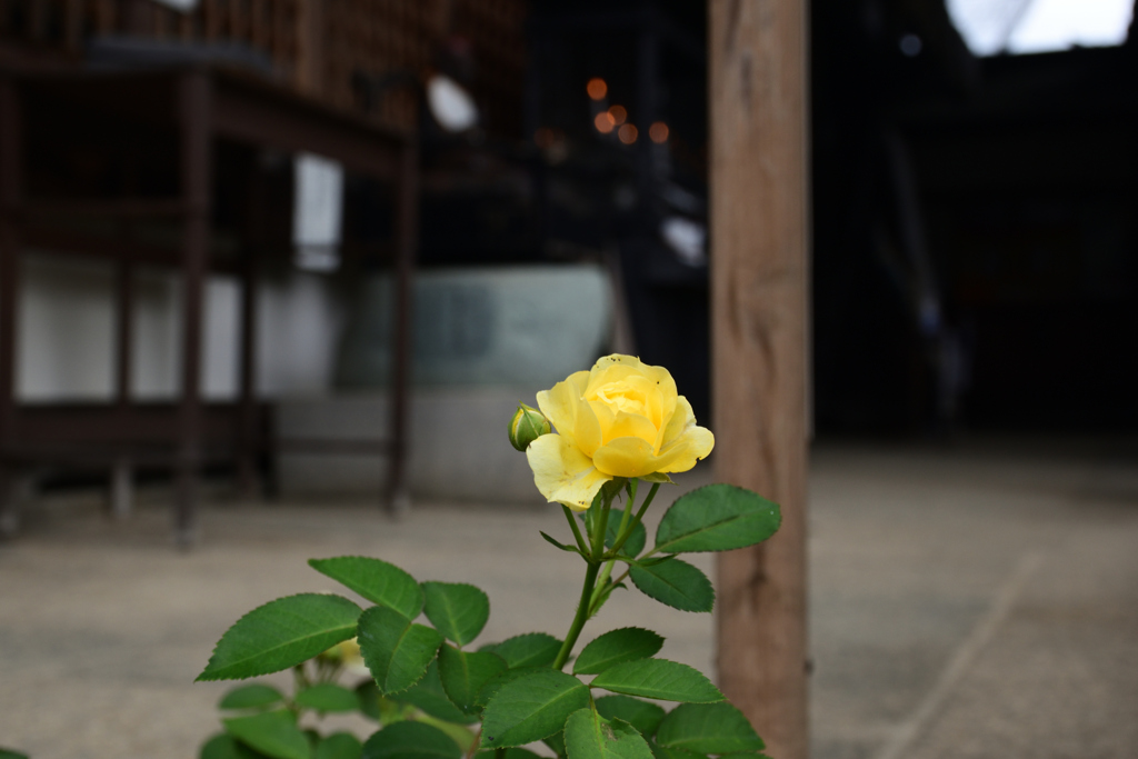 211018おふさ観音71