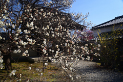 220308梅宮大社07