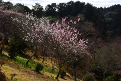 200228石山寺32 200228石山寺32