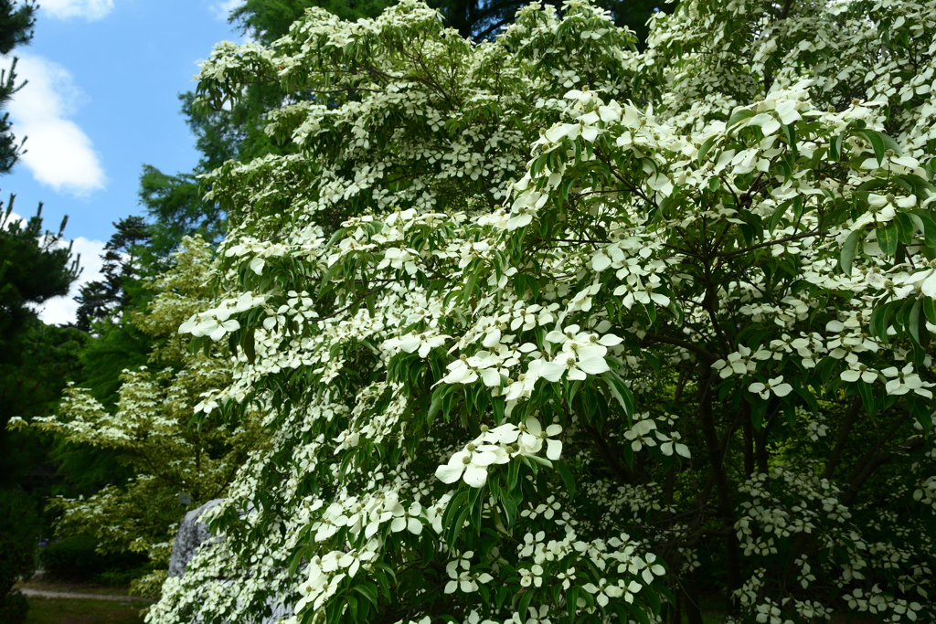 250617京都植物園07