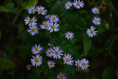 201031京都植物園10