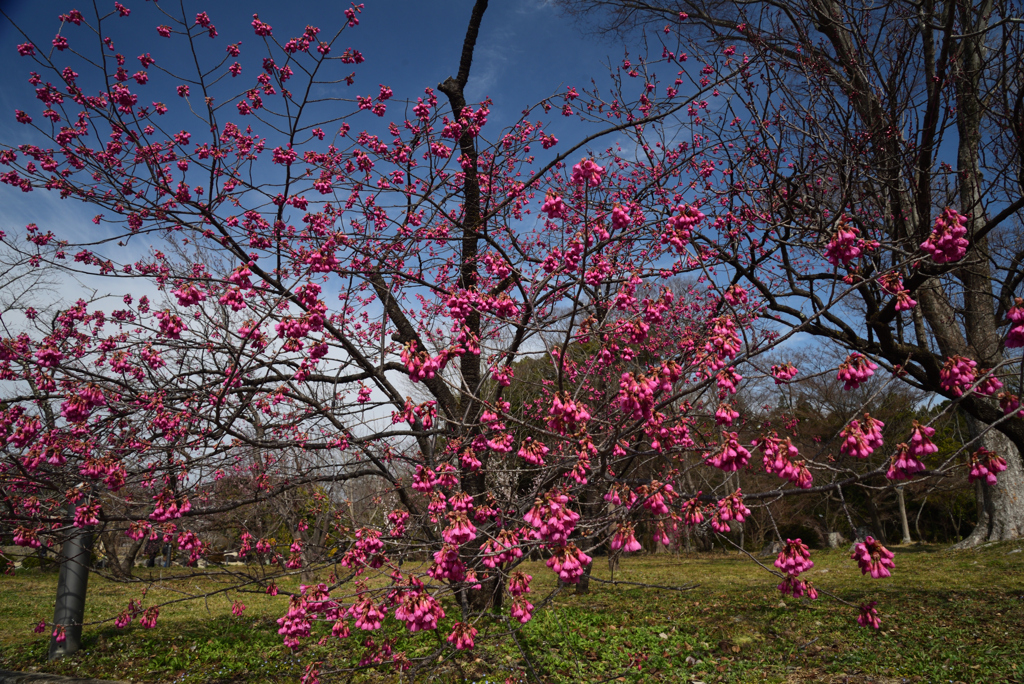 210309京都植物園35
