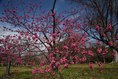 210309京都植物園35