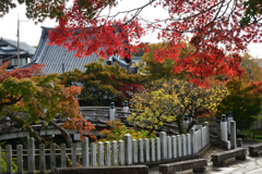 251111a金戒光明寺03