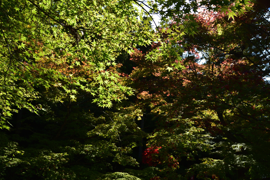 191110c今熊野観音寺08