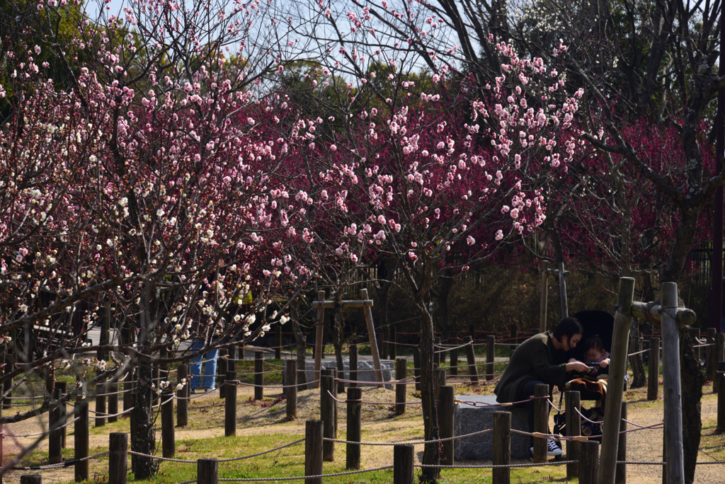 190226a馬見丘陵公園47