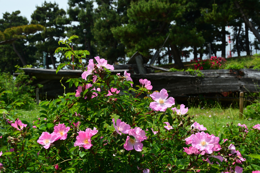 250523a浜寺公園23