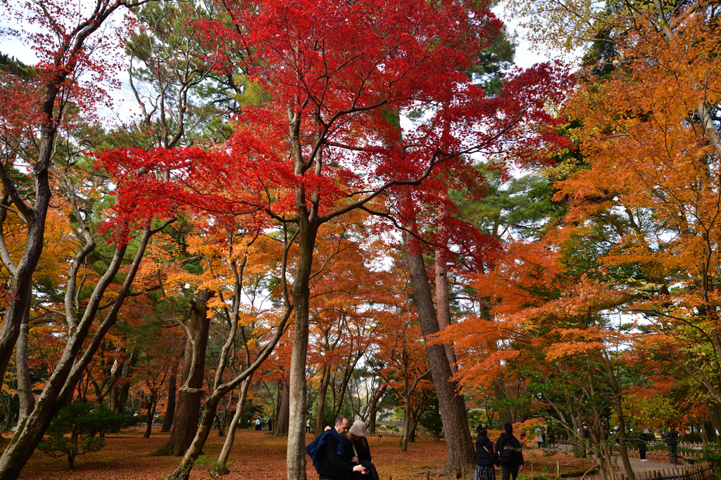 231127j兼六園56
