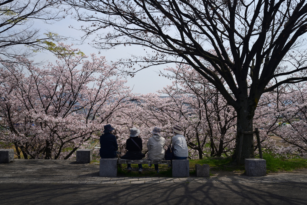 220407木津川堤17