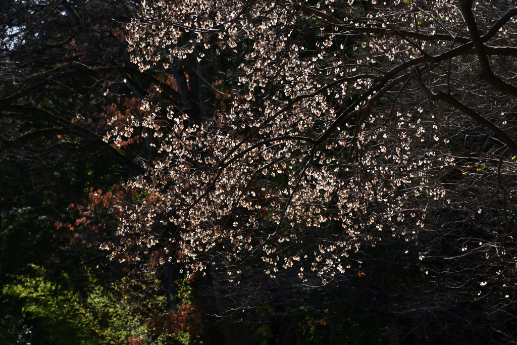 220209京都植物園57