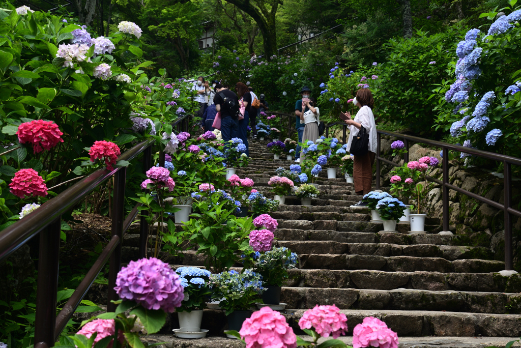 210620長谷寺55