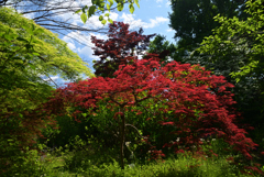 220503d京都植物園26