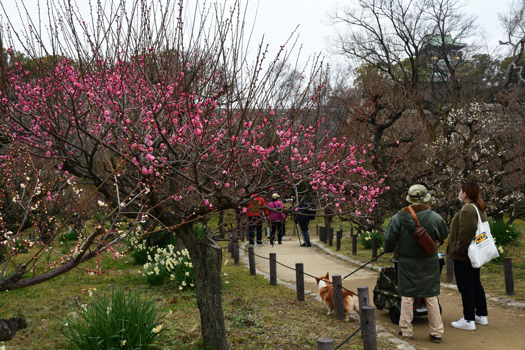 230218大阪城32