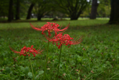 210921b京都御苑28