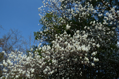 250411b京都御苑43