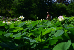 240705京都植物園23