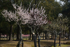 190314奈良公園10