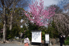 210320a平野神社29
