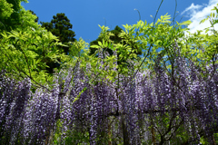 250429c萬葉植物園03