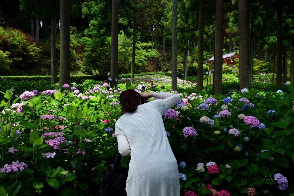 180614a三室戸寺57+