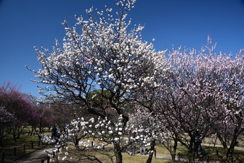 200221荒山公園03