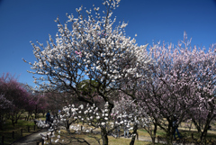 200221荒山公園03 200221荒山公園03