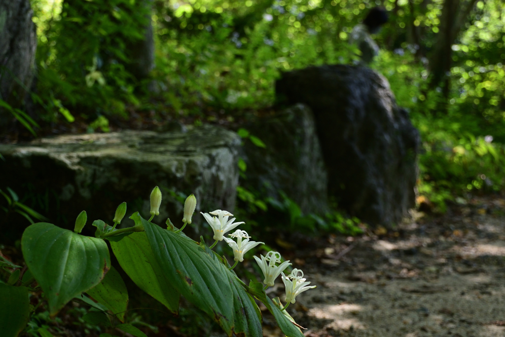 211002京都植物園21