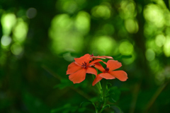 250731京都植物園26