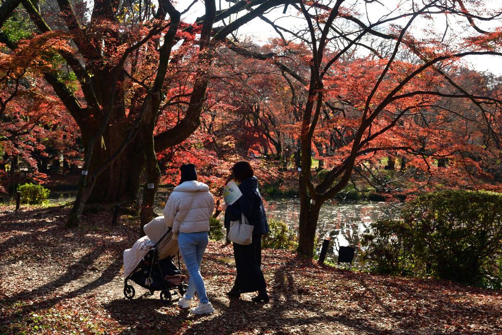 251207a京都植物園35