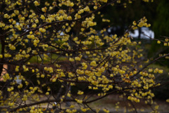 250228京都植物園34