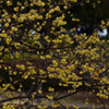 250228京都植物園34