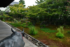 250924bだるま寺29