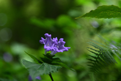 230825京都植物園10