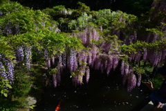 220425c萬葉植物園38
