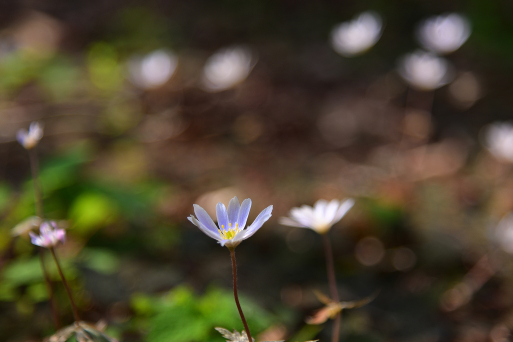 240316a京都植物園12