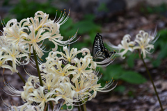 231003京都植物園49