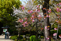 250412四天王寺24