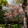 250412四天王寺24