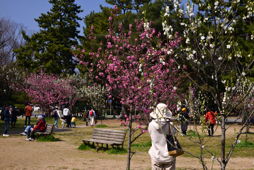 240316b京都御苑15