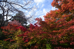 221111c常寂光寺03
