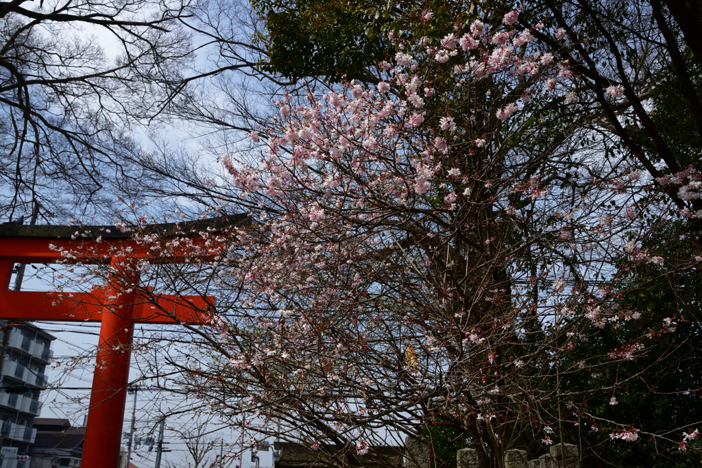 220325a平野神社02