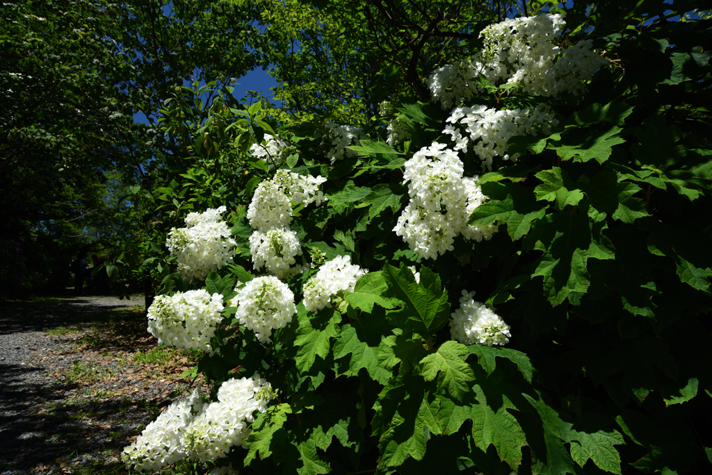 200607梅宮大社34